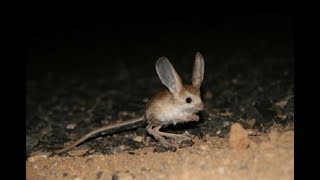 Longeared jerboa CCTV English [upl. by Adolfo]