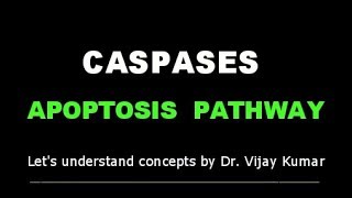 Caspase Activation  Caspases Apoptosis  Apoptosis Mechanism  Apoptosis Pathway  Human Pathology [upl. by Mandle622]