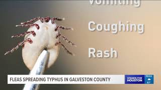 Fleas spreading typhus in Galveston County [upl. by Herahab675]