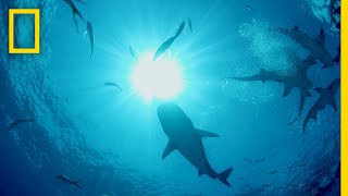 How Dolphins Evade Shark Attacks  Sharks vs Dolphins Blood Battle [upl. by Bancroft]