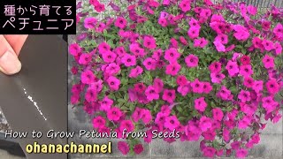 種から育てるペチュニア❢How to Grow Petunia from Seeds🌱🌱🌱 [upl. by Debbie]