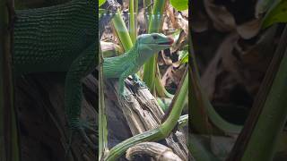 Green Keeled Bellied Lizard eating reptileshop tucson arizona pet gastropholisprasina reptiles [upl. by Araik]