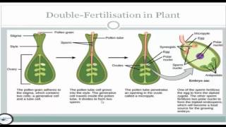 Fertilisation in plants fertilization [upl. by Marsiella]