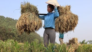 Harvesting barley Rice grain harvesting stages on the field Threshing machine FARM LIFE  Junni [upl. by Bose]