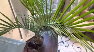 How to care for a Majesty Palm Ravenea rivularis [upl. by Assertal]