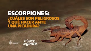 Alacranes ¿Cuáles son peligrosos y qué hacer ante una picadura [upl. by Uhile863]