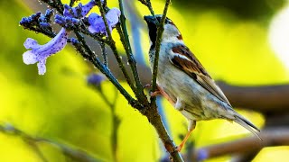 Birdwatching House Sparrow Call  Bird Sounds  4K Video [upl. by Husha]