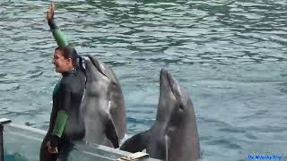 Amazing Dolphin Adventures Complete Show  SeaWorld Orlando 2023 🐬😄 [upl. by Ssur]