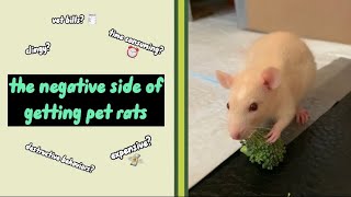 Cons of Owning Pet Rats [upl. by Siurad]