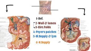 Anatomy of the small intestine  jejunum amp ileum [upl. by Einahpad]