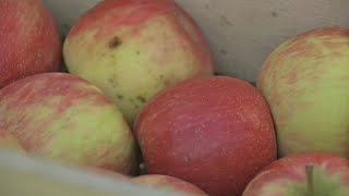 Why Are Honeycrisp Apples More Expensive [upl. by Ylas319]