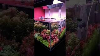 Mi terapia ☘️ Increíble crecimiento del acuario plantado aquarium kleinerfishaquarium aquascape [upl. by Ibor]