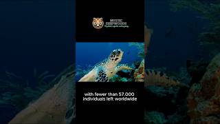 Saving the Hawksbill Turtle A Fight for Survival [upl. by Herm]