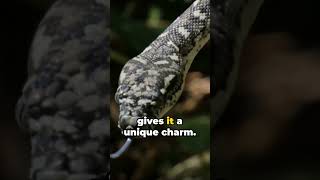 one of the longest snakes in the world python animal australia [upl. by Maiocco]