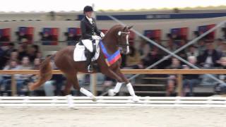 wwwreitschulesandbrinkde DAKTYLIUS Championatssieger 3 j Hengste Rastede Dressage [upl. by Gnep]