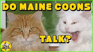 Maine Coon cat meowing Harry talking and making other Maine Coon sounds [upl. by Adnov]