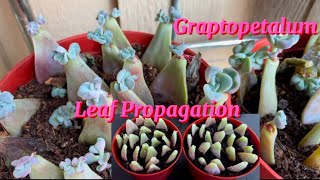 Leaf PropagationGraptopetalum [upl. by Fink]