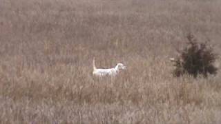 English Setter Training  Berg Brothers Setters 14 week old pup [upl. by Yevreh862]