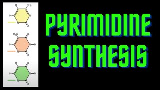 USMLE Step 1  lesson 3  Pyrimidine base synthesis [upl. by Mar740]