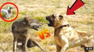 Kangal Saves Duck From a Fox  Kangals Take Down a Wolf [upl. by Aluino]