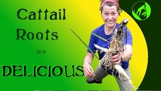 How to Cook Delicious Cattail Roots [upl. by Ignacio]