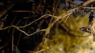 Fungi Mycorrhiza [upl. by Auvil]