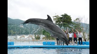 SOUTH KOREA GEOJE DO ISLAND DOLPHIN SHOW [upl. by Aroc]