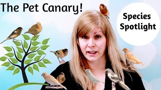 Canaries as Pets Species Spotlight [upl. by Angela]