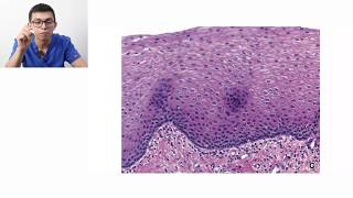 Histología  Clasificación de tejidos [upl. by Sathrum]