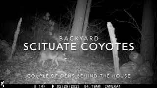 Backyard Scituate Coyotes [upl. by Imarej]