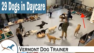 Dog Daycare with 29 Dogs [upl. by Northington]