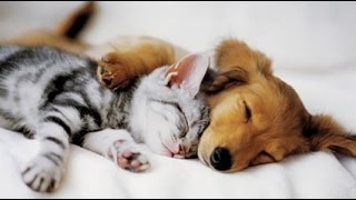 Top 10 Cats and Dogs best friends [upl. by Muriel341]