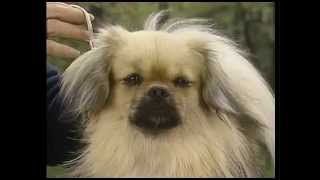 Tibetan Spaniel  AKC Dog Breed Series [upl. by Hortensa]