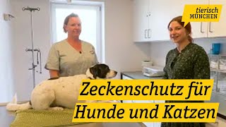 Tierisch München Zeckenschutz für Hunde und Katzen [upl. by Elinad588]