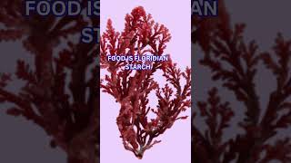 Plant Kingdom quotRHODOPHYCEAEquot Quick Revision NEET Biology 2025 [upl. by Ocirederf953]