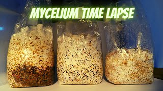 Mycelium Time Lapse [upl. by Shaum]