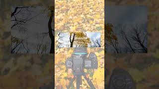 Creating a Shift Panorama of Autumn Leaves photography [upl. by Oneg]