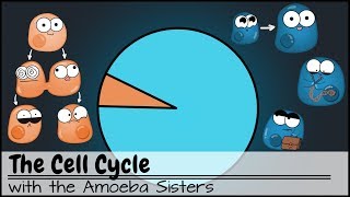 The Cell Cycle and cancer Updated [upl. by Relyk]