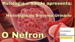 Histologia do Sistema Urinário o Néfron [upl. by Larret]