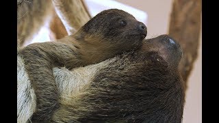 FaultierNachwuchs im Tiergarten Schönbrunn [upl. by Bagger]