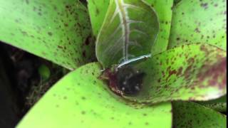 San Lorenzo Sylvatica tadpole feeding [upl. by Arraik430]