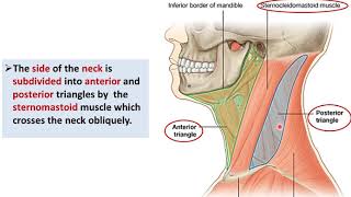 Anatomie du pharynx et du larynx [upl. by Maryly]