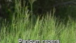 torpedograss Panicum repens [upl. by Yates663]