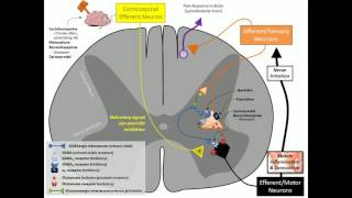 Skeletal Muscle Relaxants [upl. by Elram456]