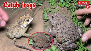 🐸Boing boing catching froggy funny  catch frogs make you laugh  catch frogs for fun part0006 [upl. by Htebazie]