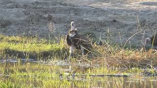 A hooded vulture drinking water in a peaceful Tanzanian setting [upl. by Madalyn]