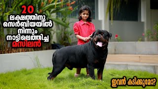 Rottweiler Worth 20 Lakh  Vickies Greeny [upl. by Justinn]