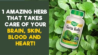 Gotu Kola Benefits 12 Amazing Health Benefits of Gotu Kola [upl. by Etteve586]