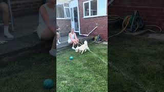 Milo the Cavapoochon Cooling down with the hose cavapoochon puppy funny pets cute lol shorts [upl. by Nitz433]