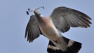 POMBO TORCAZ  COLUMBA PALUMBUS [upl. by Falda]